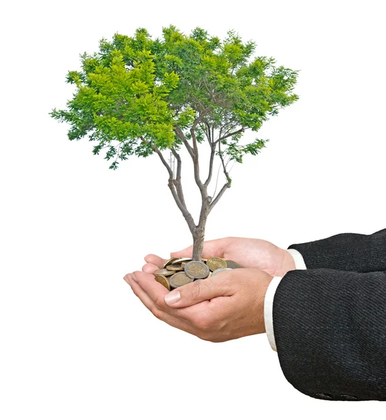 Palmeras con un árbol que crece de la pila de monedas —  Fotos de Stock