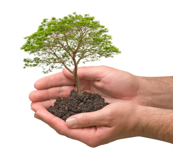 Träd i händer — Stockfoto