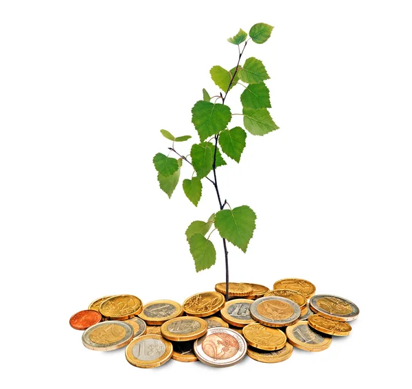 Plantgoed groeien uit de stapel van munten — Stockfoto