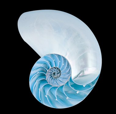 Nautilus shell clipart