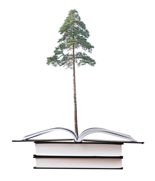Fenyő fa nő a könyv — Stock Fotó
