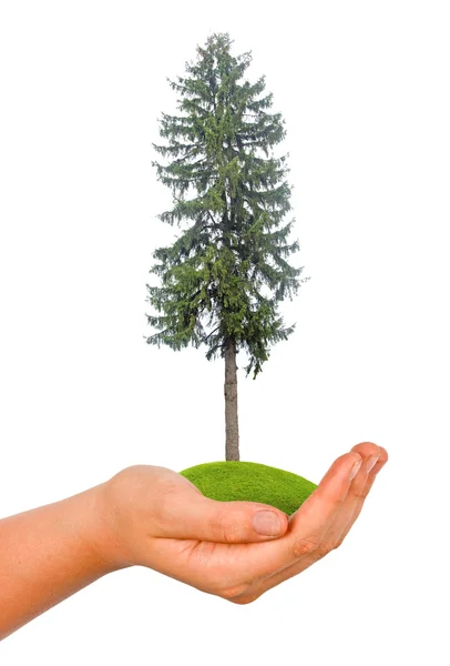 Fir tree in hand — Stock Photo, Image
