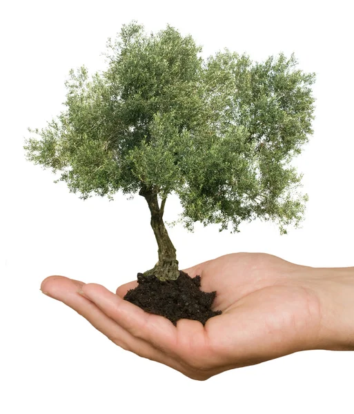 Olive tree in hand as a gift — Stock Photo, Image