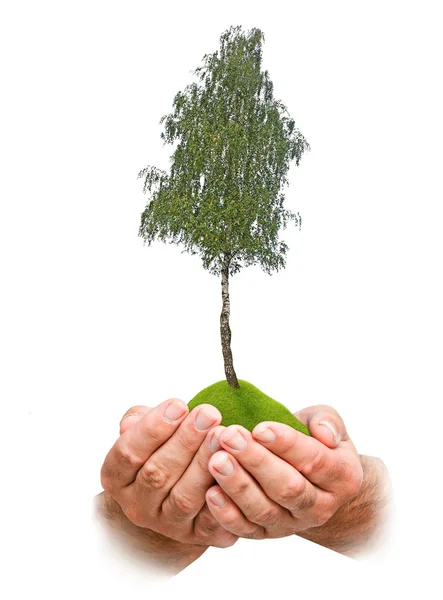Árbol en las manos — Foto de Stock