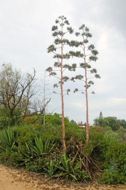 Parkta Agave