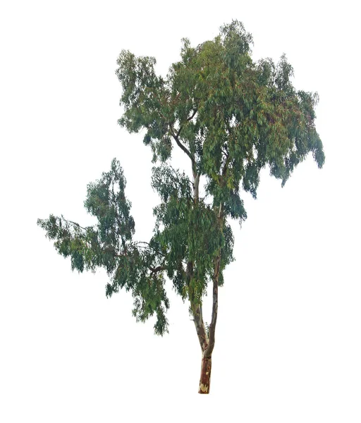 Fehér hátterű fa — Stock Fotó