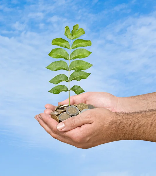 Palms with a sapling growing from pile of coins — Stock Photo, Image