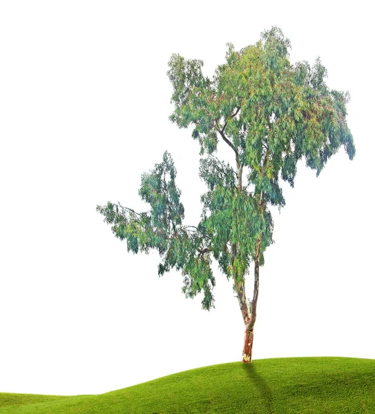 Дерево на луг — стокове фото