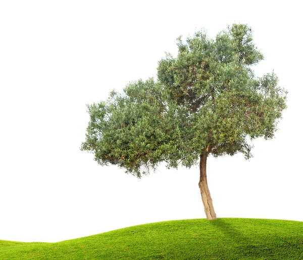 草原の木 — ストック写真