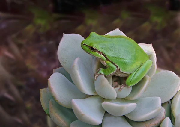 Treefrog na rostlině — Stock fotografie