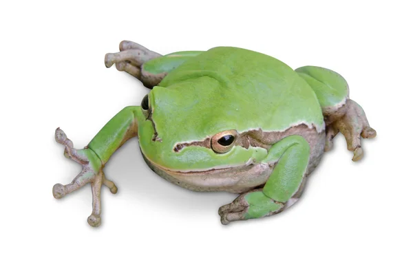 Treefrog izolovaných na bílém pozadí — Stock fotografie