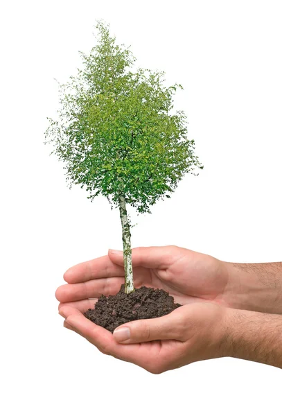 Strom v rukou jako symbol přírody potection — Stock fotografie