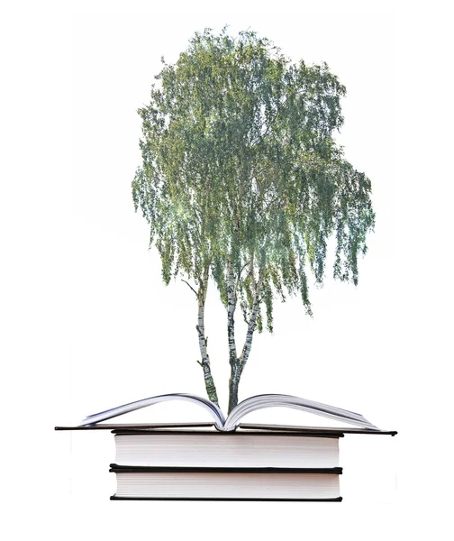 苗木の本からの成長 — ストック写真