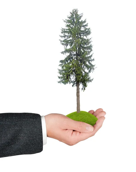 Fir tree in hand – stockfoto