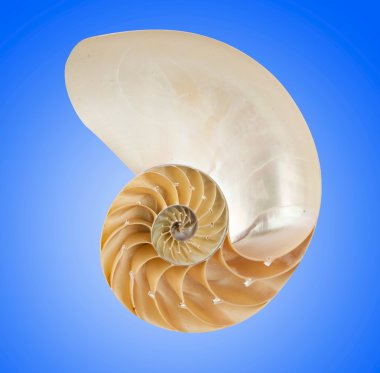 Nautilus shell clipart