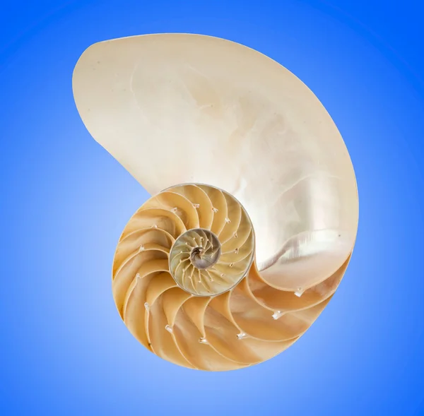 stock image Nautilus shell