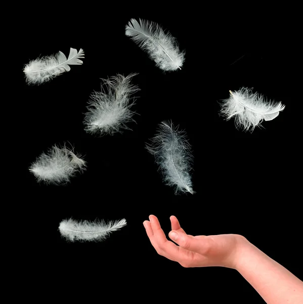 Крупный план белых перьев, падающих под руку — стоковое фото