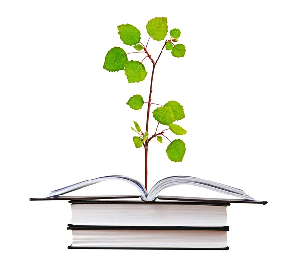 Planta som växer från boken — Stockfoto