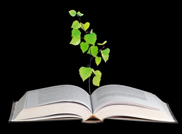 Bäumchen wachsen aus offenem Buch — Stockfoto