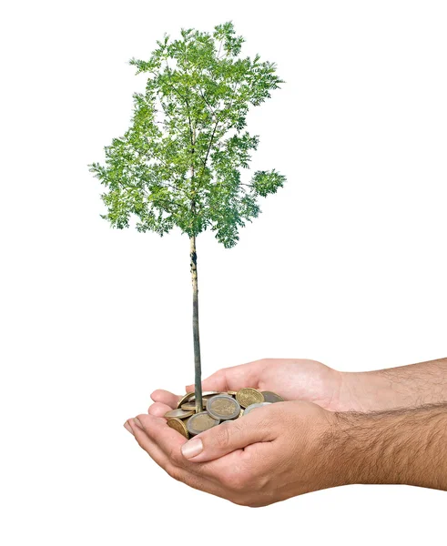 Dłonie z drzewa rosnące z stos monet — Zdjęcie stockowe