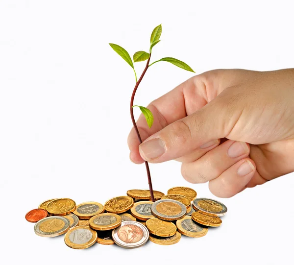 Planting avocado seedling to pile of coins — Stock Photo, Image