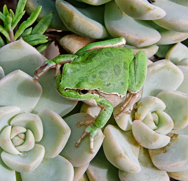 在植物上的蛙 — 图库照片