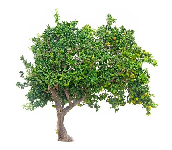 Citrus tree no fundo branco — Fotografia de Stock