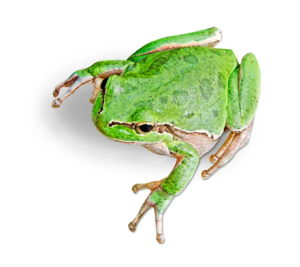Treefrog aislado sobre fondo blanco — Foto de Stock