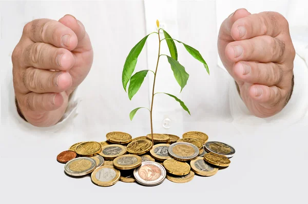 Hands protecting avocado seedling growing from pile of coins — Stock Photo, Image