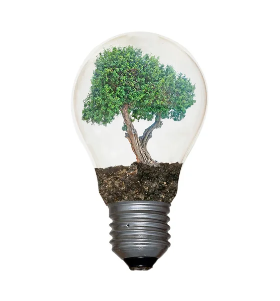 Incandescent light bulb with a tree as the filament — Stock Photo, Image