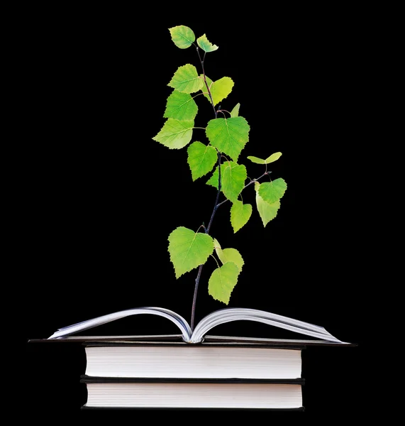 Sapling crescendo a partir de livro aberto — Fotografia de Stock