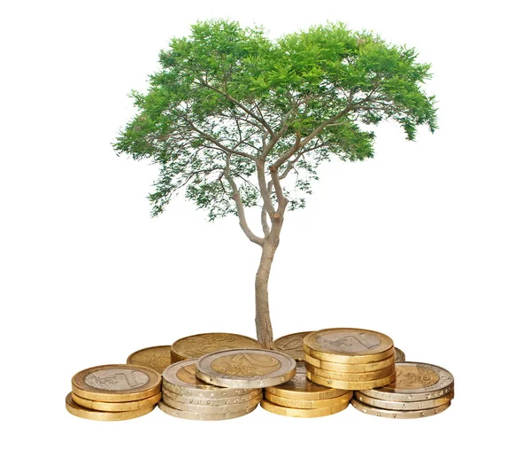 Baum wächst aus Haufen von Münzen — Stockfoto