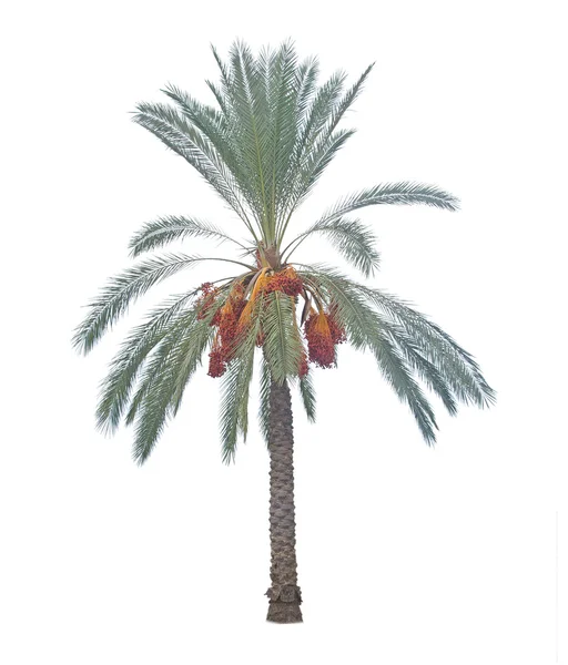 Palmeira no fundo branco — Fotografia de Stock