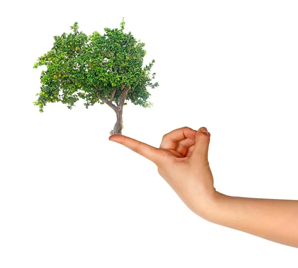 Árvore cítrica como um presente da agricultura — Fotografia de Stock
