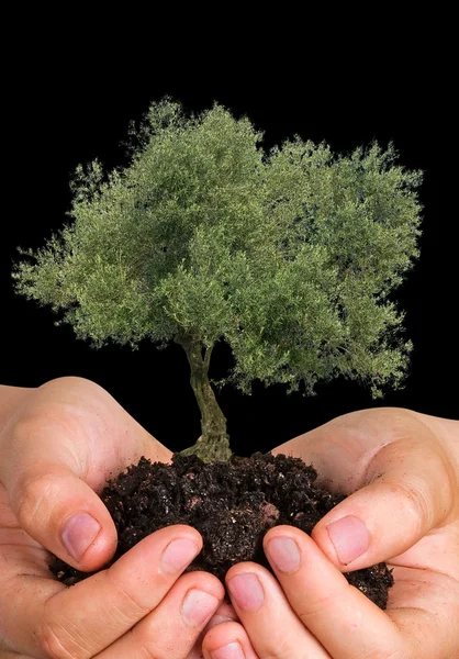 Olivträd i händer som en gåva — Stockfoto