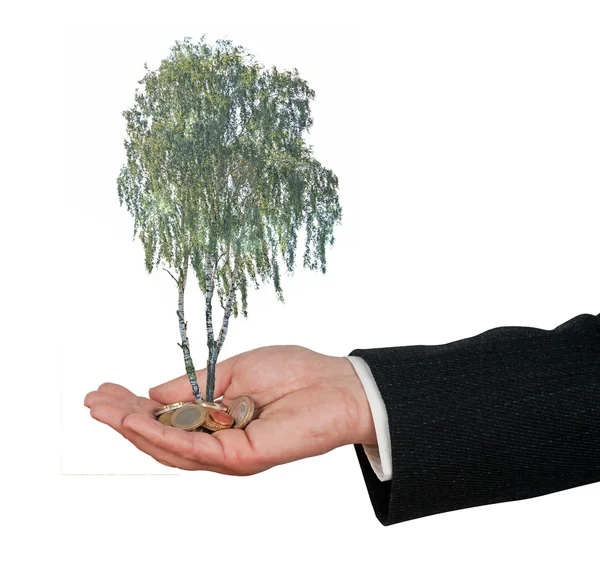 동전 더미에서 성장 하는 나무와 팜 — 스톡 사진