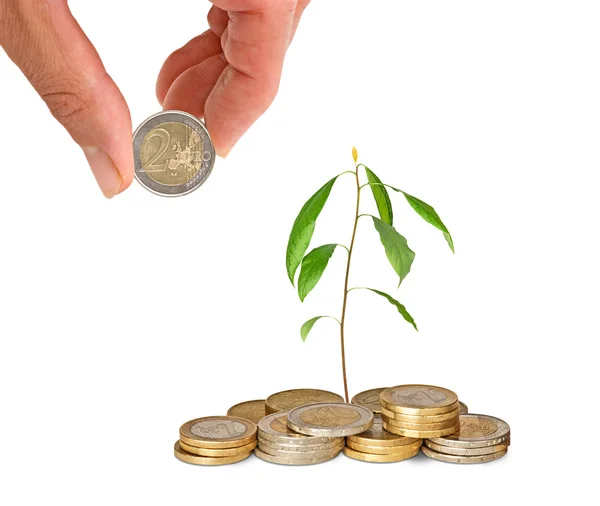 Avocado sapling growing from coins — Stock Photo, Image
