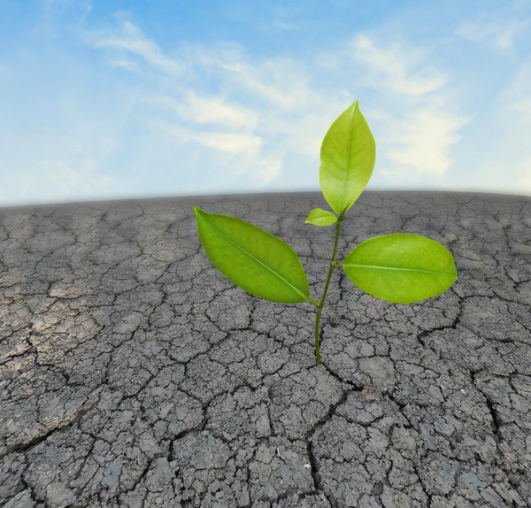 stock image Seedling growing from barren land