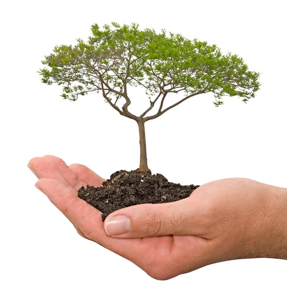 Tree in hands Royalty Free Stock Photos