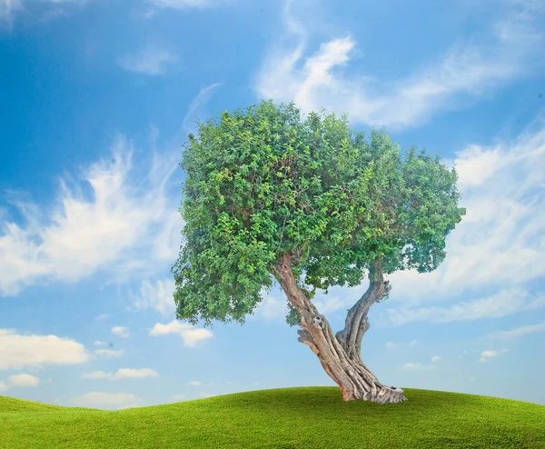 Tree at meadow — Stock Photo, Image