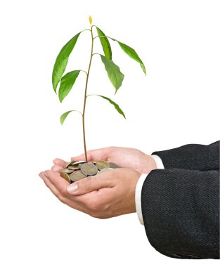 Palms with avocado seedling growing from pile of coins