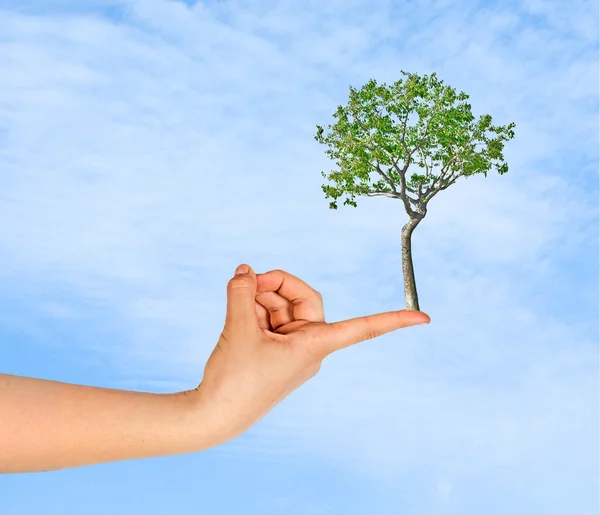 Tree on finger as a symbol of nature protection — Stock Photo, Image