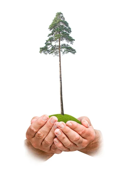 stock image Pine tree in hands