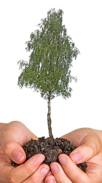 Teef boom in handen als een symbool van aard potection — Stockfoto
