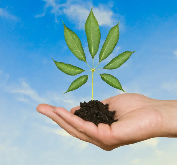 stock image Sapling in hand