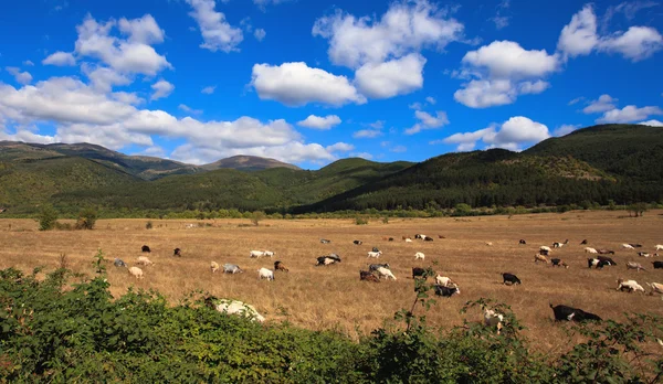 Landschaft mit Ziegen — Stockfoto
