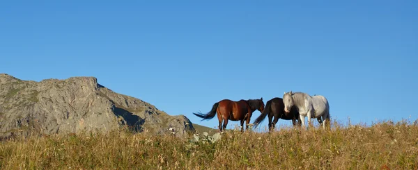 Pferdelandschaft — Stockfoto