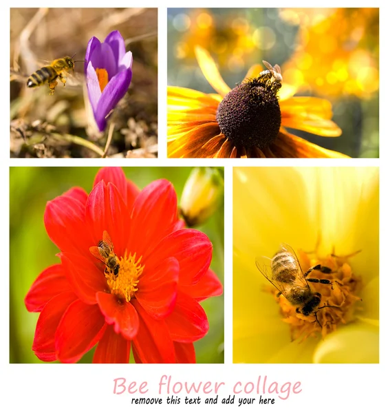 Bee collage — Stock Photo, Image