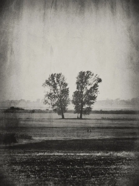Vintage δέντρα — Φωτογραφία Αρχείου