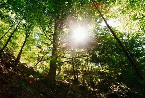 Orman manzara 2 — Stok fotoğraf